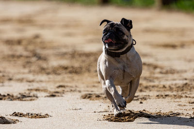 Pug dog race, not as fast as the greyhounds...