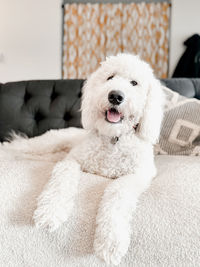 Portrait of dog sitting on sofa at home