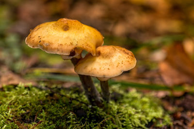 Close-up of fly agaric mushroom