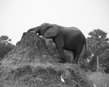 Elephant on rock against sky