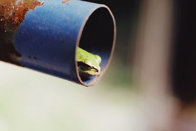 Close-up of water drop on pipe