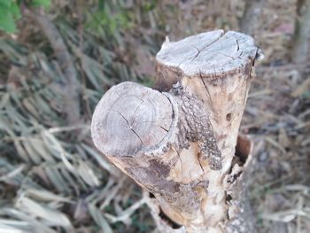 Close-up of mushroom growing on wood