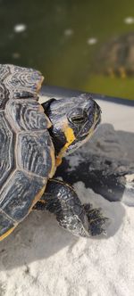 Close-up of turtle