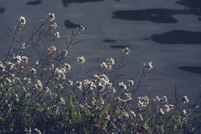 Close-up of plants against sky