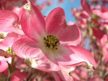 Close-up of pink flower