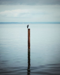 Heron sitting on wooden post in sea against sky