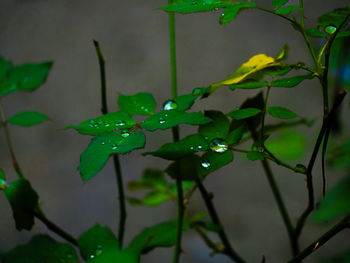 Close-up of wet plant during rainy season