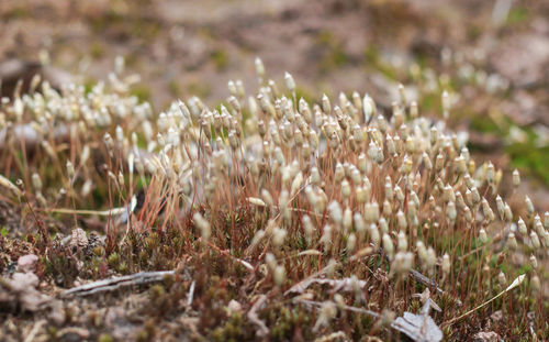 Close-up of snow on field