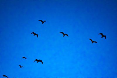 Low angle view of birds flying in sky