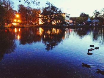 Reflection of trees in water