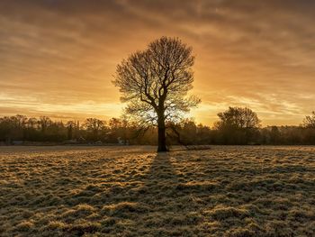 Bare tree on landscape against sunset sky