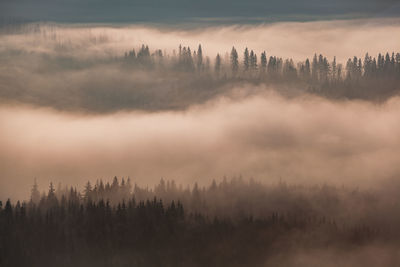 Winter landscape from rodnei mountain. a cold foggy morning with heavy snow.