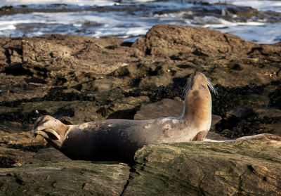 High angle view of sea lion on beach