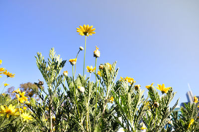 Low angle view of yellow flowers against clear blue sky