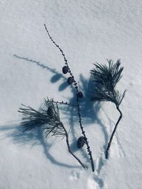 High angle view of frozen plant on field during winter