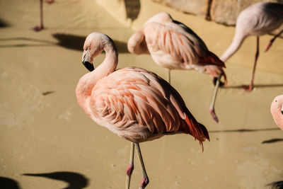 Flamingos in marineland