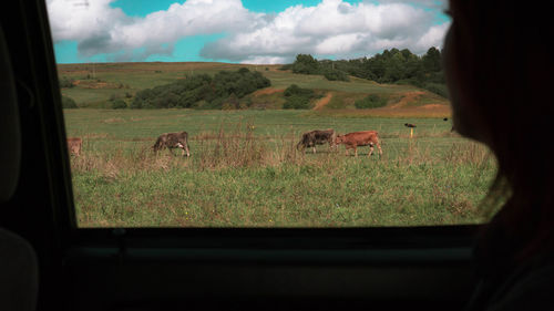 Horses in a field