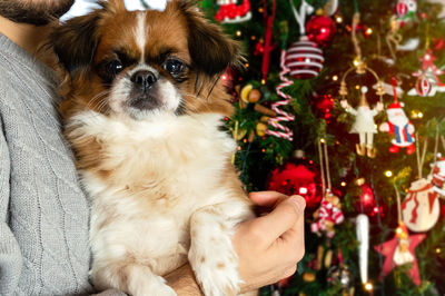 Portrait of young man with dog on christmas tree