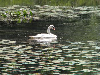 Swan swimming in lake