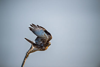 Low angle view of a bird