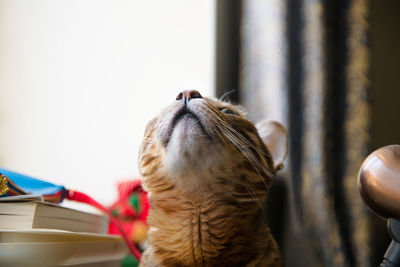 Closeup view of cat looking up