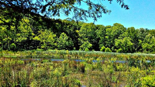 Scenic view of lake against trees in forest