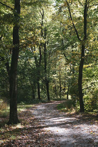 Footpath amidst trees in forest