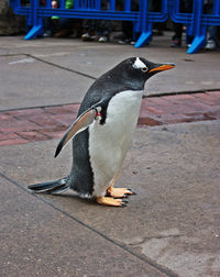 High angle view of penguin on wall