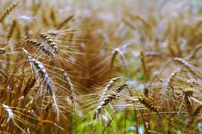 Close-up of wheat growing on field