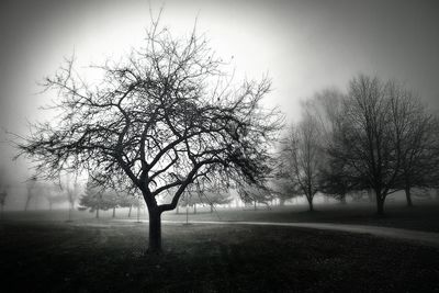 Bare trees on field in foggy weather