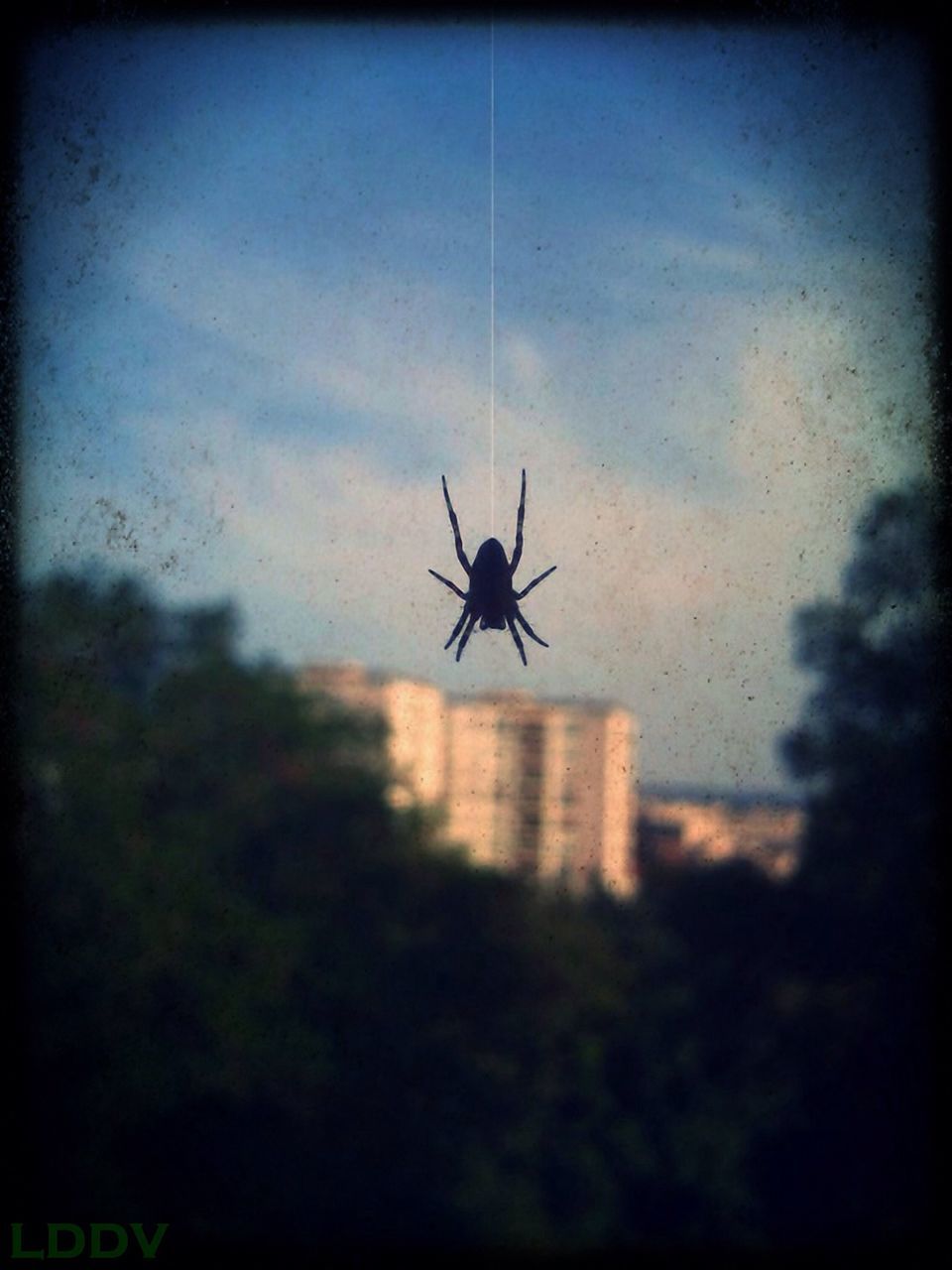 insect, one animal, animal themes, animals in the wild, spider, wildlife, spider web, focus on foreground, silhouette, close-up, selective focus, window, dragonfly, indoors, full length, day, nature, no people, sky