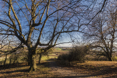 Bare trees on field against sky