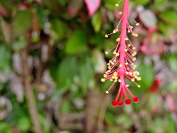 Close-up of red leaves on branch