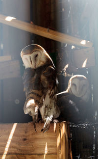 Barn owl tyto alba takes shelter in a wooden structure in florida.