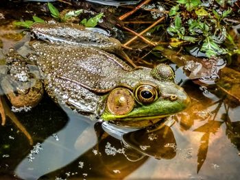 High angle view of frog in lake by plants