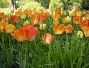 Close-up of tulips in field
