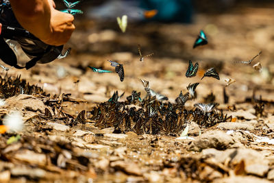 High angle view of man working on field