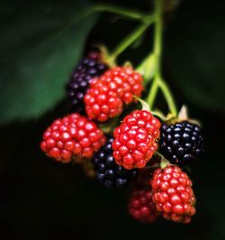 Close-up of strawberries