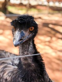 Emu up close and personal 