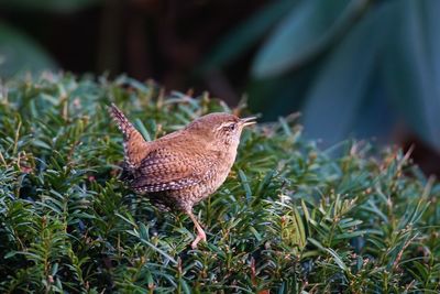 Close-up of bird on grass