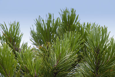 Close-up of fresh green grass against sky