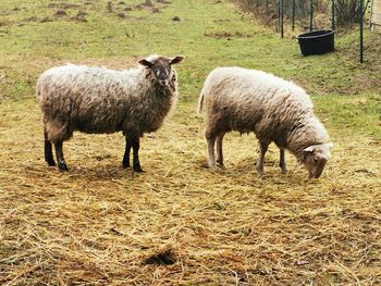 Sheep standing in a field