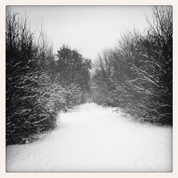 Road passing through forest