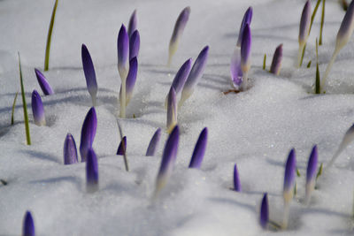 Close-up of crocus buds on snow field