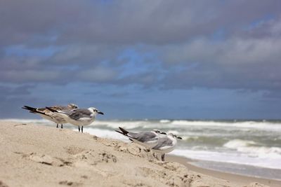 Seagulls on beach against sky