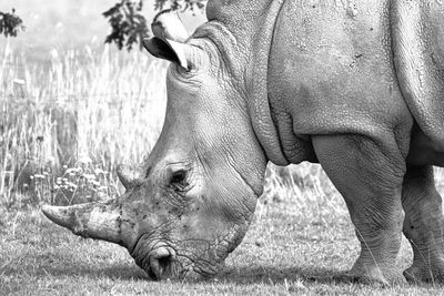 Rhinoceros on field