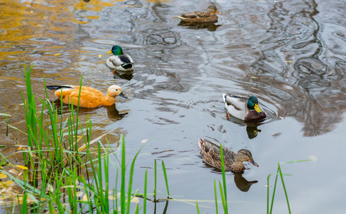 Duck swimming in a lake