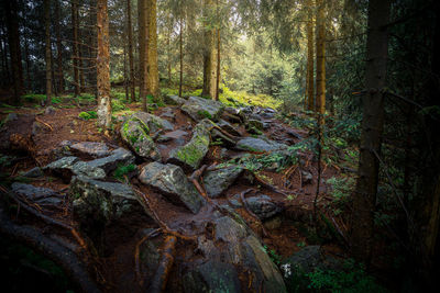 Pine trees in forest