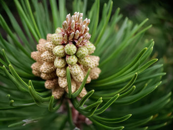 Close-up of pine cone on plant