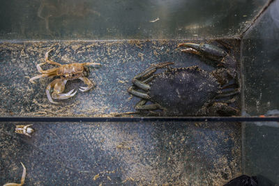 High angle view of crab in water